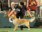 Cherry by TKDogs at Crufts 2009