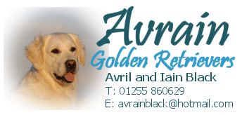Avrain Golden Retrievers (Avril and Iain Black)